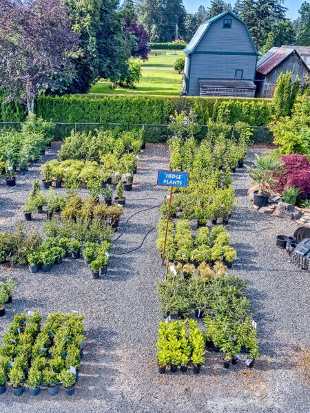 hedge plants