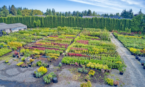 Kent's Nursery aerial drone