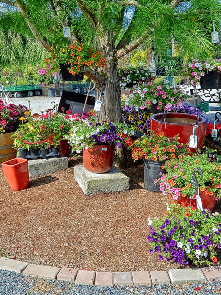 colorful flowers